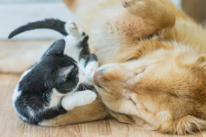 A cat and dog playing A cat and dog playing