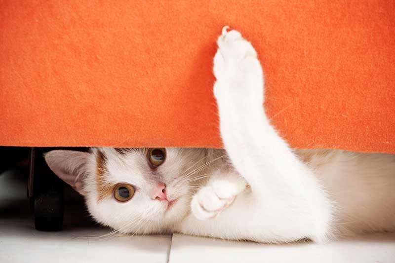 A cat playing under a chair A cat playing under a chair