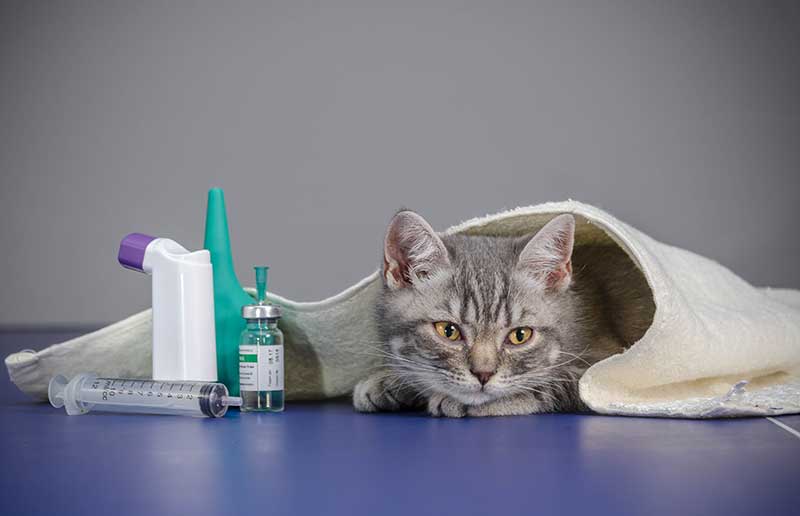 A cat laying near some medicine A cat laying near some medicine
