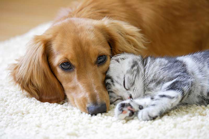 A dog and kitten cuddling A dog and kitten cuddling