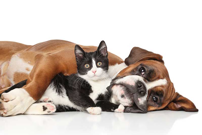 A dog and cat cuddling A dog and cat cuddling