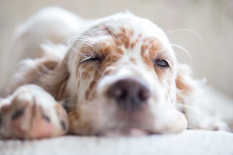 A dog with one eye peeking open A dog with one eye peeking open