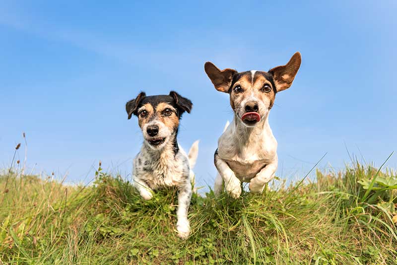 Two dogs running and jumping on a hill Two dogs running and jumping on a hill
