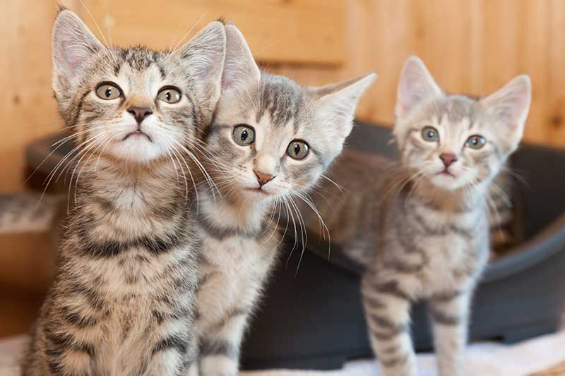 Three kittens in a room Three kittens in a room