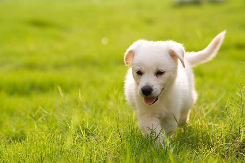 A puppy running through a field A puppy running through a field