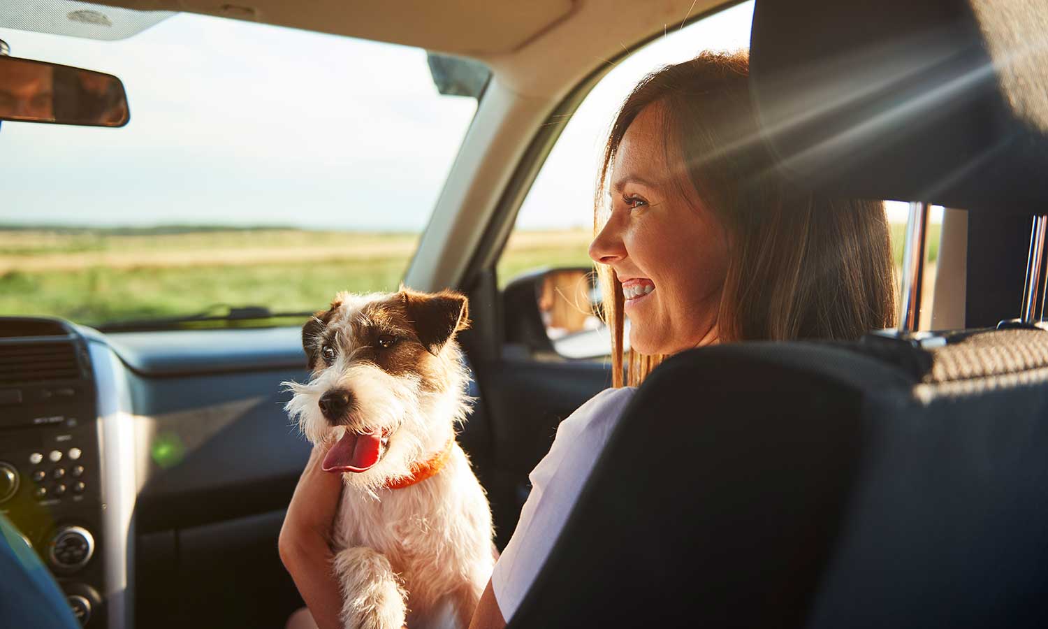 Dog with their human in the car